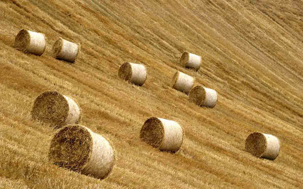 Hay bales